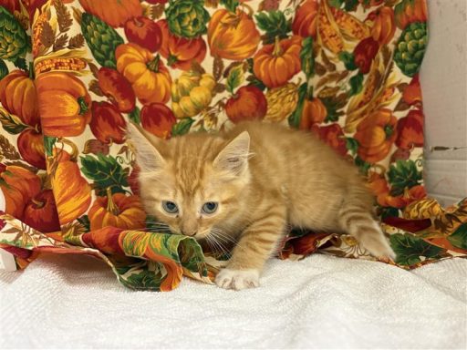 Orange and tabby female cat sitting in kennel on a towel