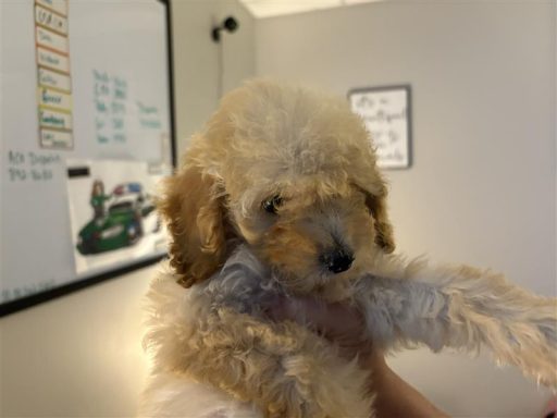 brown female puppy