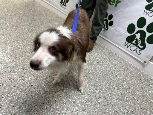 Red and white male dog standing in hallway on a leash