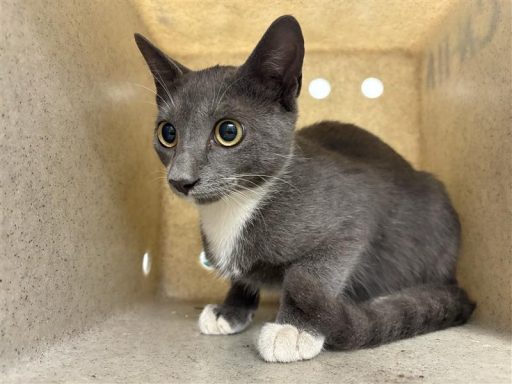 Grey, tabby cat sitting in kennel box