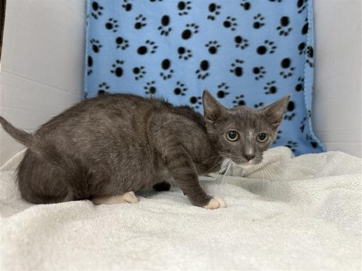 Male Grey and white cat sitting in kennel