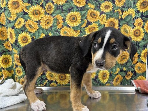 Black and tan male dog sitting in kennel