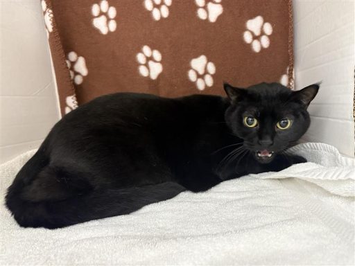 Afemale black cat laying in kennel on a towel