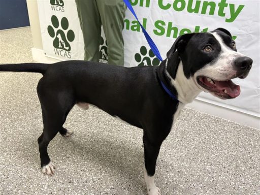 Black and white male dog standing in hallway on a leash
