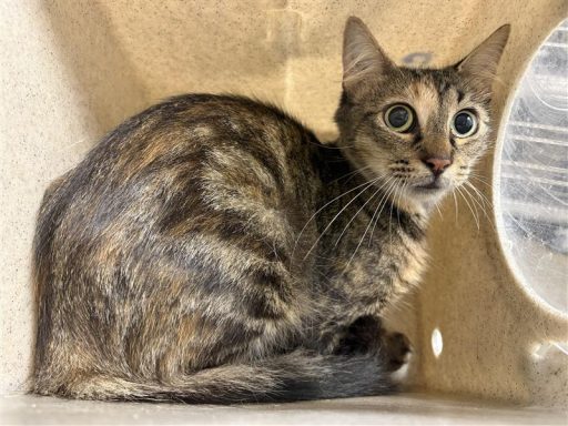 Tabby cat sitting in kennel