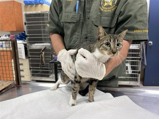 Tabby and white female cat being held