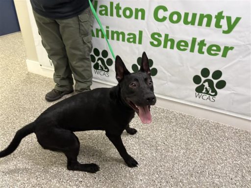 Female black dog sitting in hallway on a leash