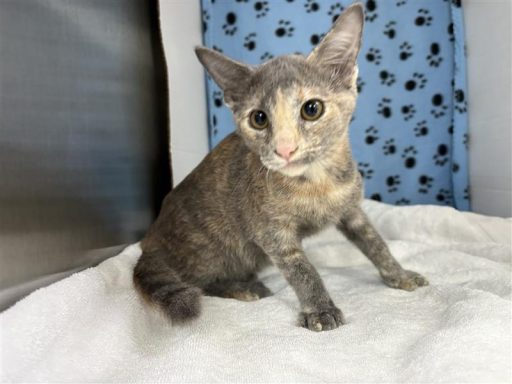 Grey and orange female cat sitting in kennel