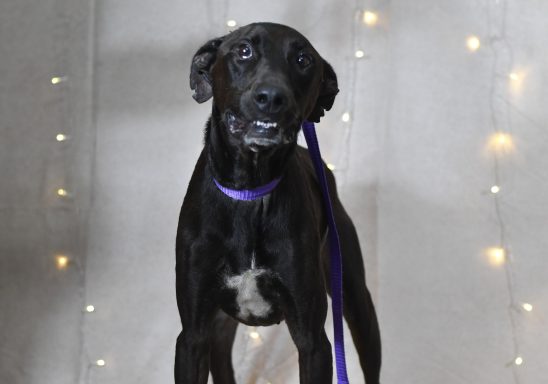 Black mixed breed dog looking at camera
