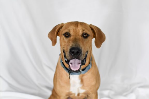 Tan and white tricolored dog sitting on white backdrop