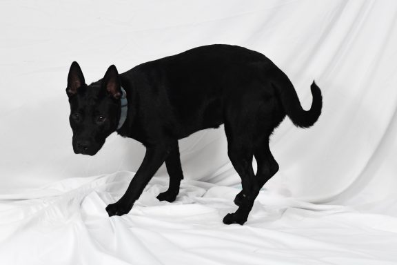 Black shepherd mixed breed
