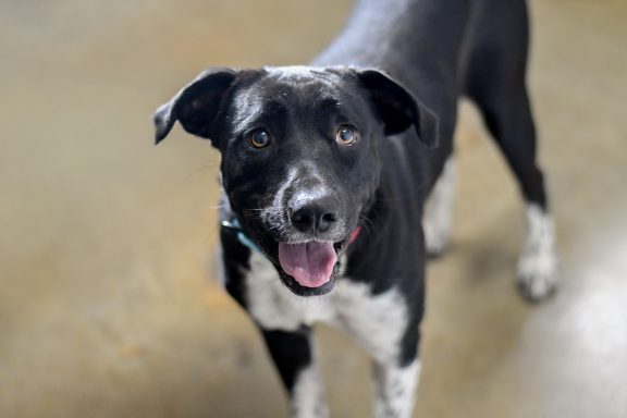 Black and white female dog standing on the floor