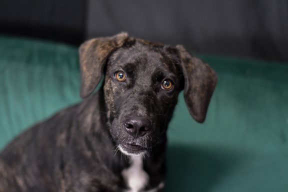 Female brindle dog looking at the camera.