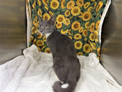 Tabby, and grey female cat sitting in kennel on a towel