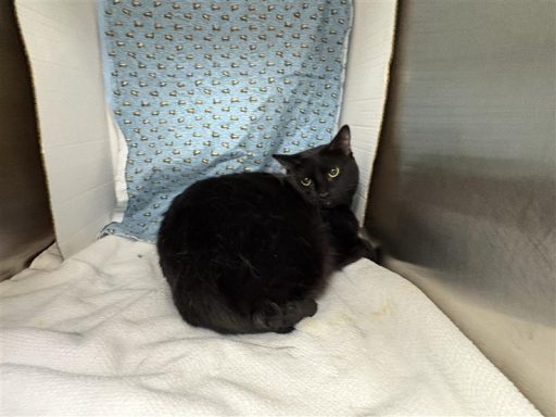 Black male cat sitting in kennel on a towel