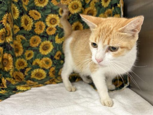 Orange and white female cat sittiing in kennel on a towel