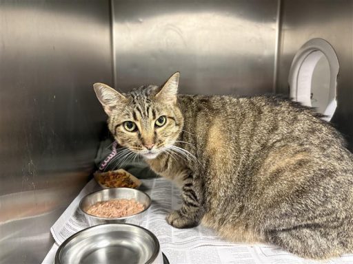 Grey female cat sitting in kennel on a towel