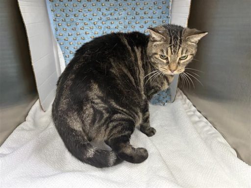 Tabby cat sitting in kennel on a towel