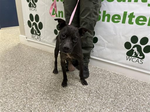 Black female dog