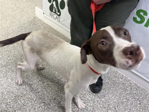 White and brown male dog standing in hallway on a leash