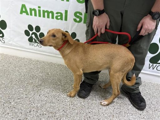 tan dog standing in hallway