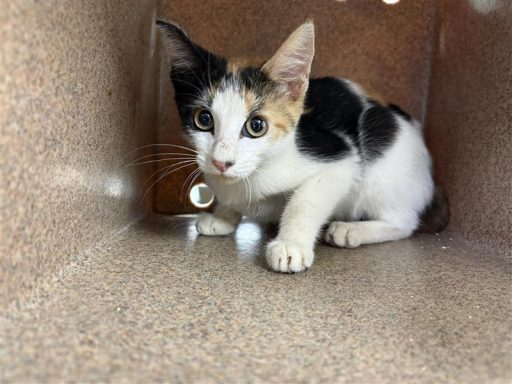 White, calico female cat sitting in kennel