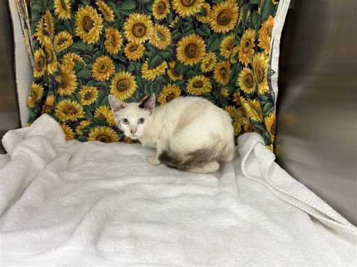 Whtie and grey female cat sitting in kennel on a towel