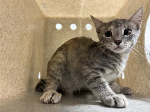 Grey and Tan cat sitting in a kennel