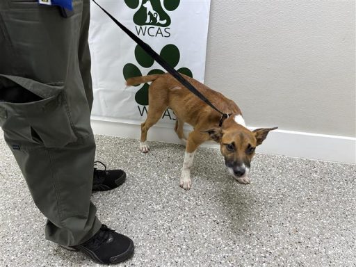 tri color male mixed breed