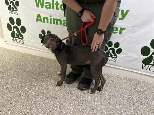 Grey and white female dog sitting in hallway on a leash