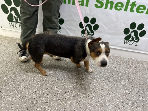tricolor mixed breed dog walking in hallway
