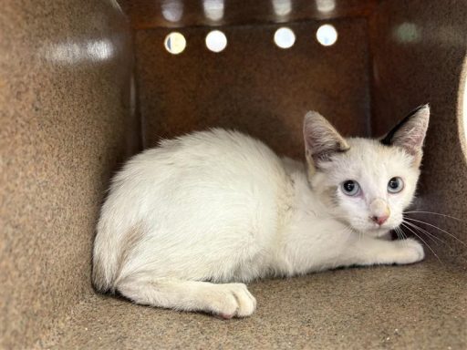 White and grey female cat sitting in kennel box