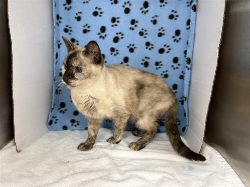 siamese female cat