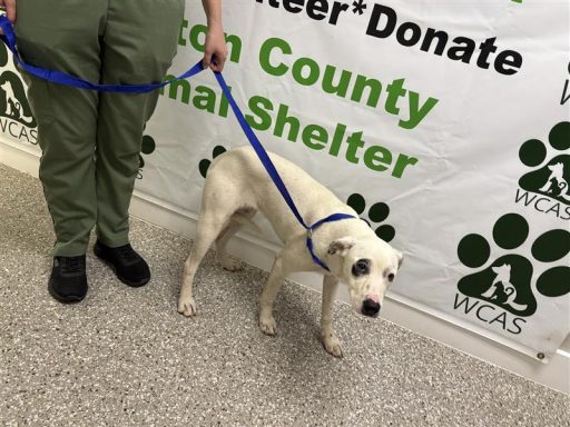 White and black female dog standing in hallway on a leash