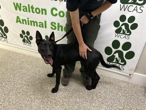 Black female dog sitting in hallway on a leash