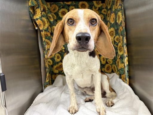 male tri color beagle