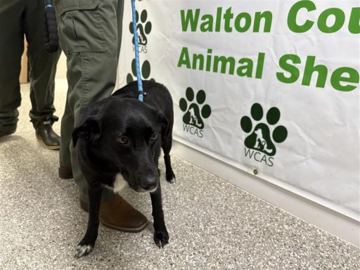 Black and white female dog standing in hallway on a leash