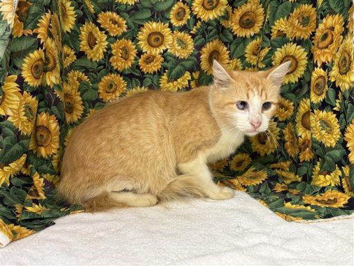 Orange and white female cat sitting in kennel on a towel