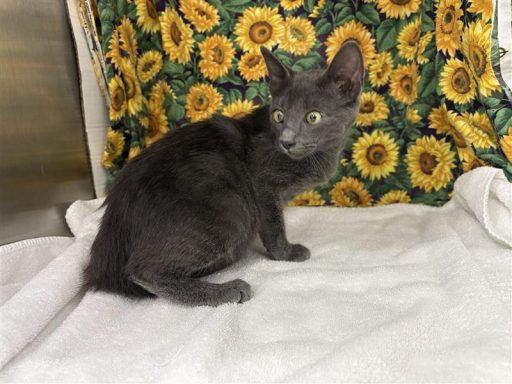 Grey male cat sitting in kennel on a towel
