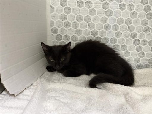 black kitten in kennel