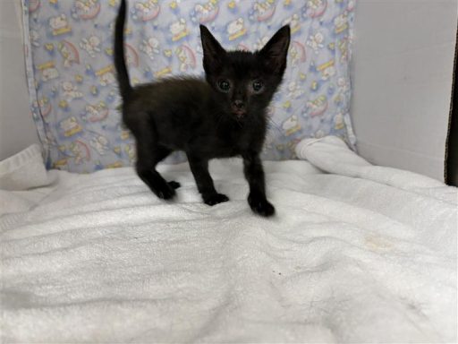 Black female cat sitting in kennel on a towel