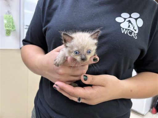 siamese kitten