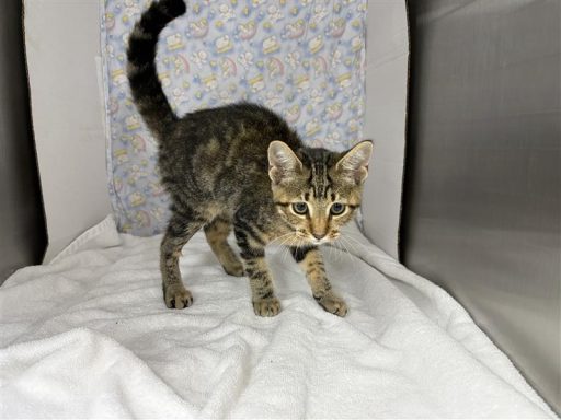 Brown and tabby male cat sitting in kennel on a towel