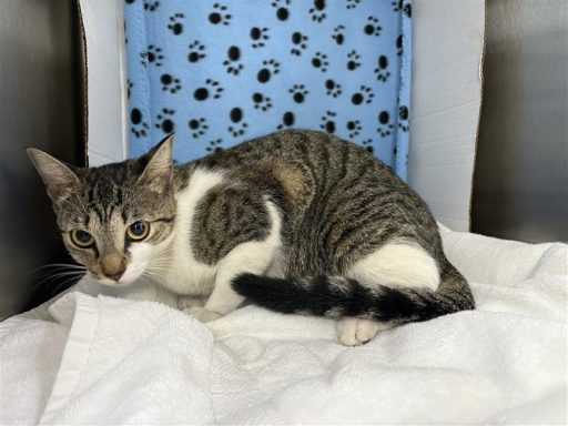 Tabby and white female cat sitting on a towel