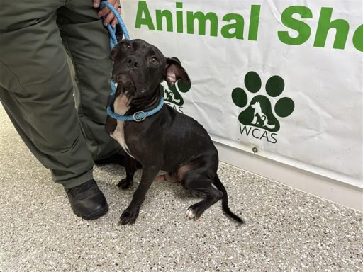 Black male dog sitting in hallway on a leash