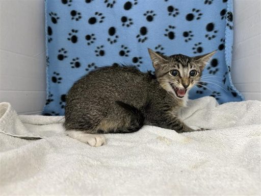 Tabby female cat sitting in kennel
