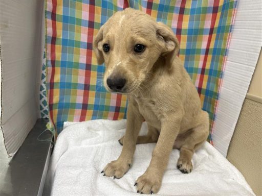 Blonde male puppy sitting in kennel on a towel