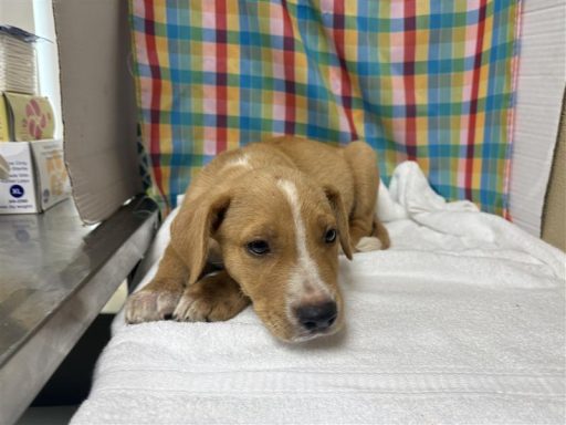 tan and white male mixed breed puppy