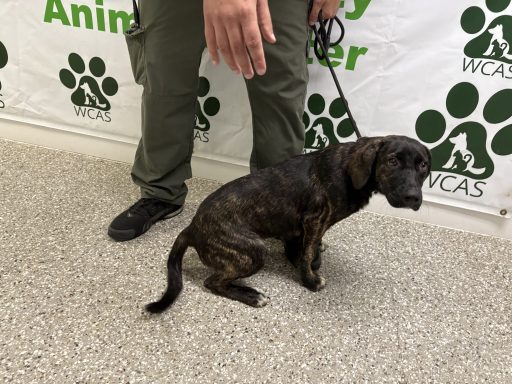 Brown and black brindle mixed breed dog sitting in hallway