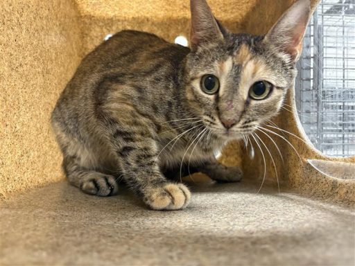tabby gray female cat